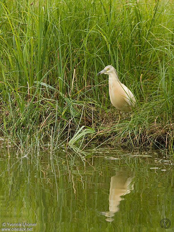 Squacco Heronimmature, identification