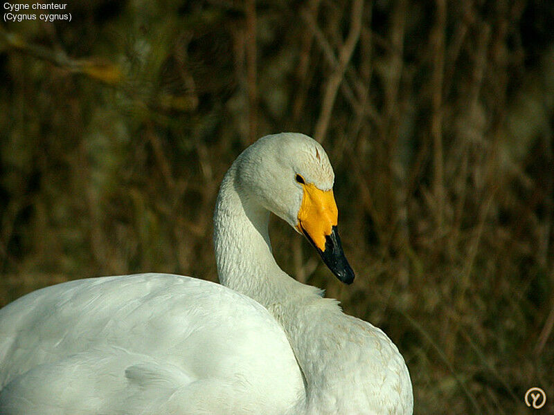 Whooper Swan