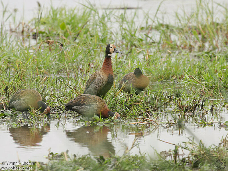 White-faced Whistling Duckadult, Behaviour, identification