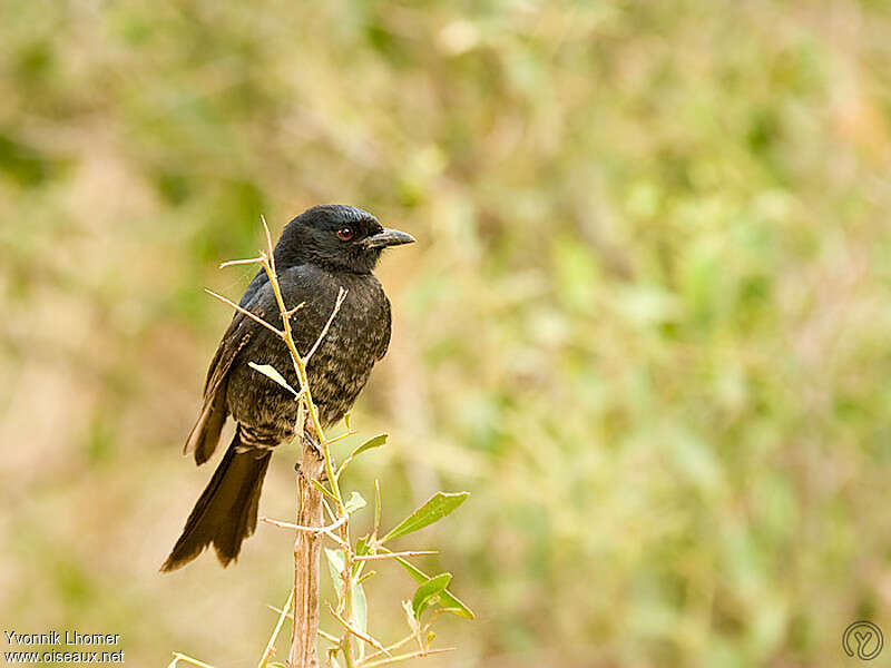 Fork-tailed Drongoimmature, identification