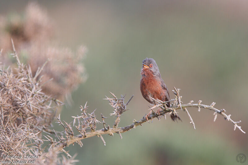 Dartford Warbler female adult breeding, Behaviour, identification, song