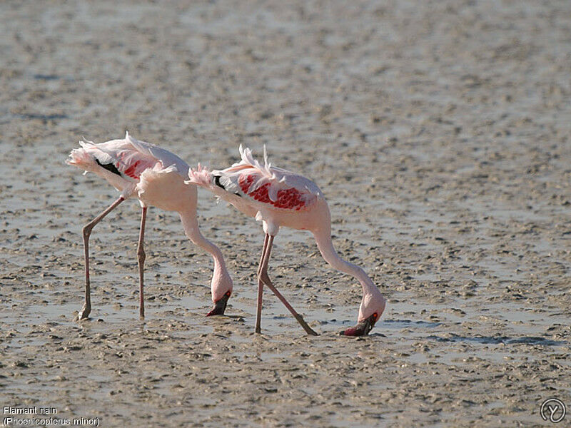 Lesser Flamingoadult, Behaviour, identification