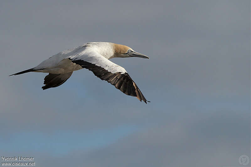 Cape Gannetadult, identification