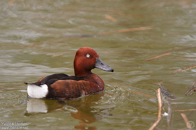 Ferruginous Duck female adult post breeding, pigmentation