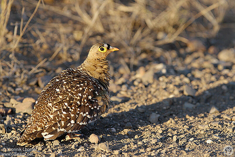 Ganga bibande mâle adulte, identification