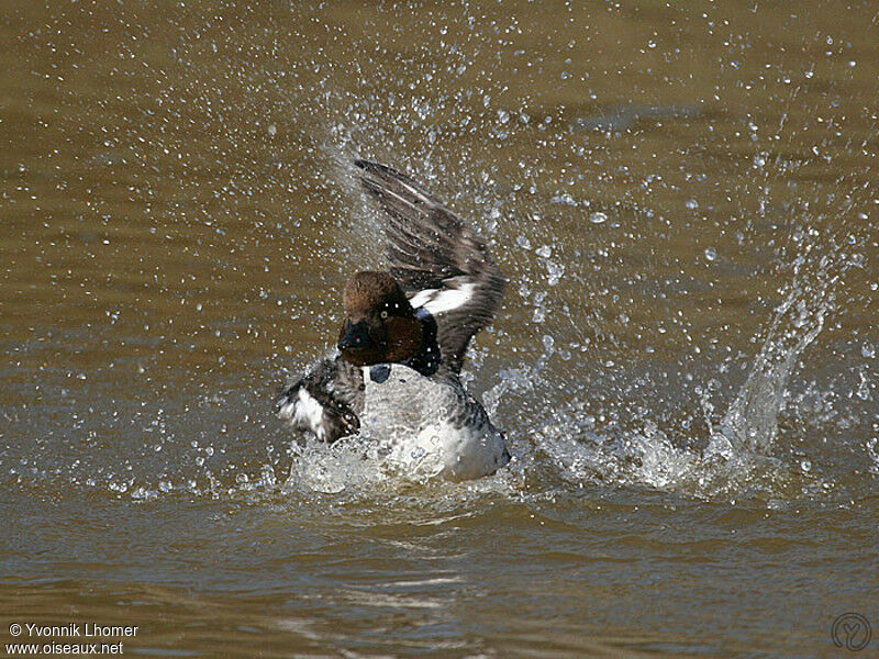 Common Goldeneye female adult, identification