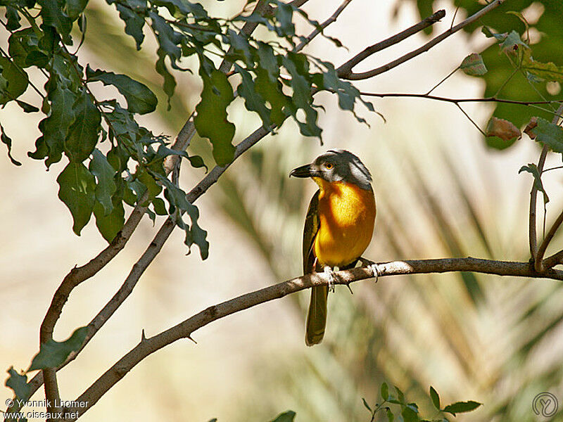 Grey-headed Bushshrikeadult, identification