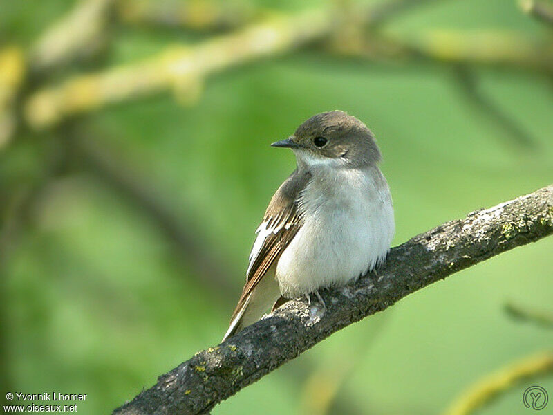 European Pied FlycatcherFirst year, identification