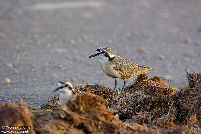 Gravelot pâtre adulte, identification, régime