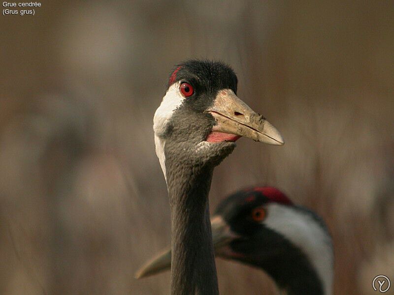 Grue cendréeadulte, identification