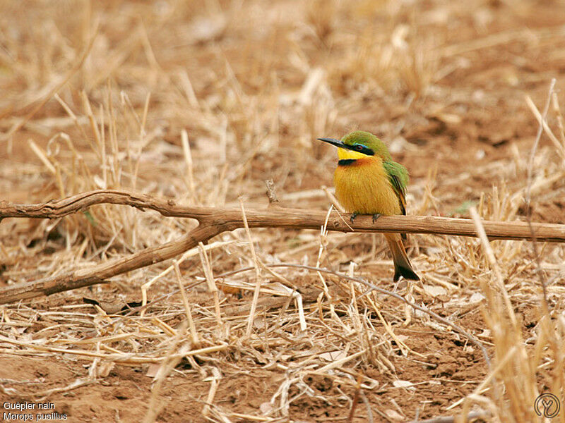 Guêpier nainadulte, identification