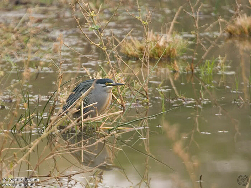 Héron des mangroves
