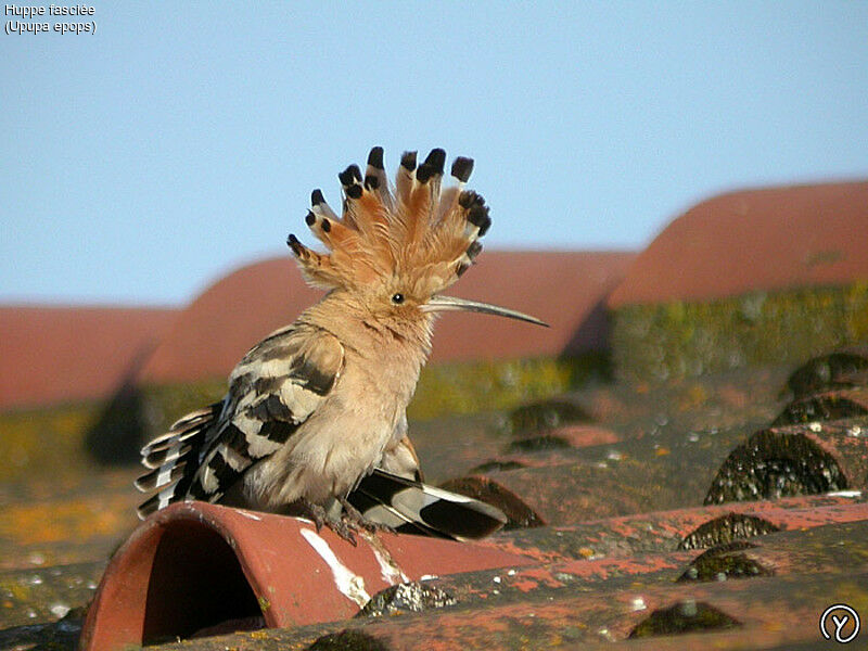 Huppe fasciéeadulte, Comportement, identification