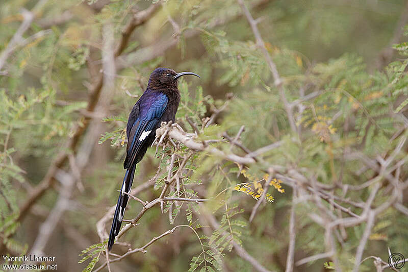 Common Scimitarbilladult, identification