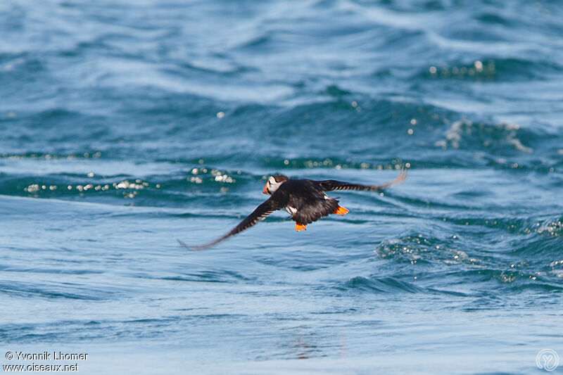 Atlantic Puffinadult, Flight