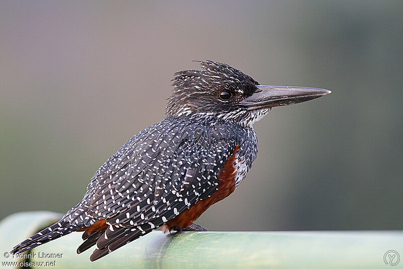 Giant Kingfisher female adult, identification