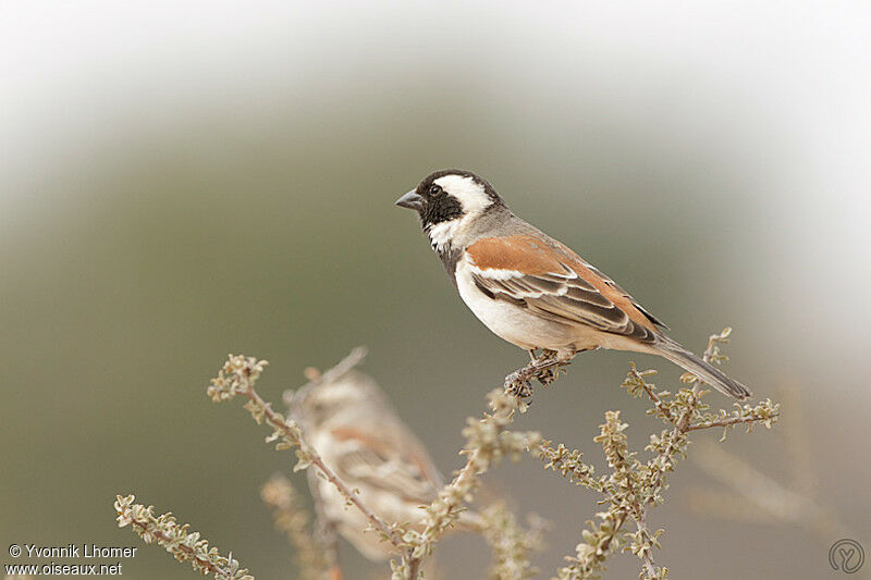 Cape Sparrow male adult, identification