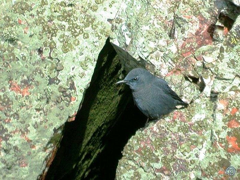 Blue Rock Thrush