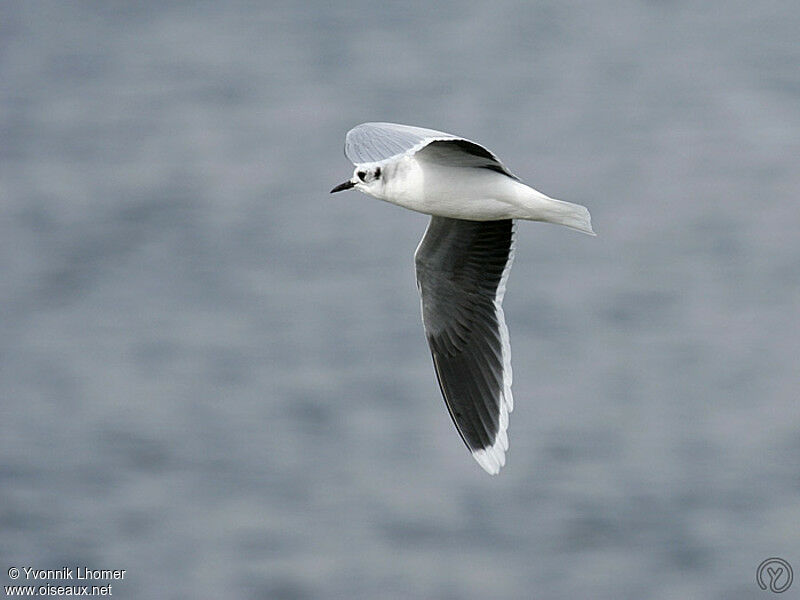 Little Gulladult post breeding, Flight