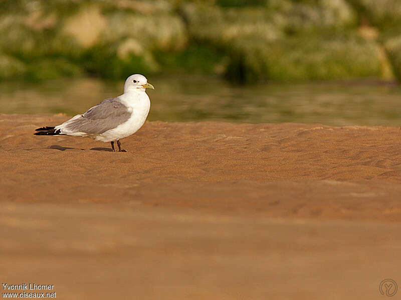 Black-legged Kittiwakeadult