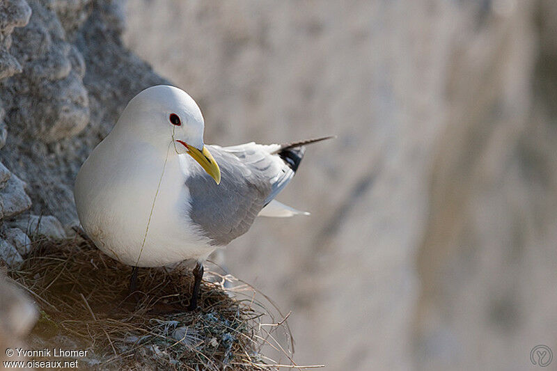 Mouette tridactyleadulte, Nidification, identification