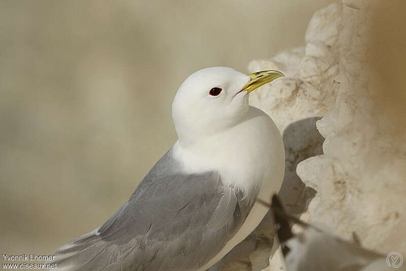 Mouette tridactyleadulte nuptial, portrait