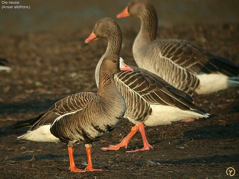 Greater White-fronted Goose