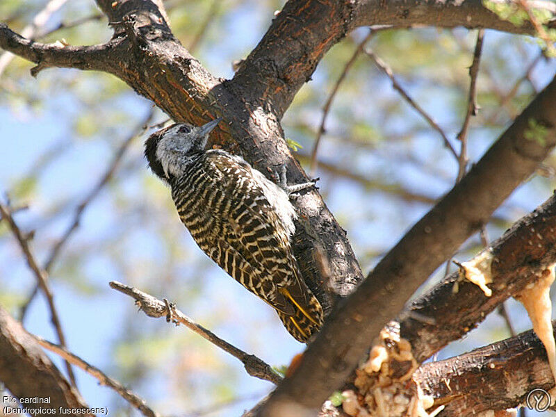 Cardinal Woodpecker female adult, identification