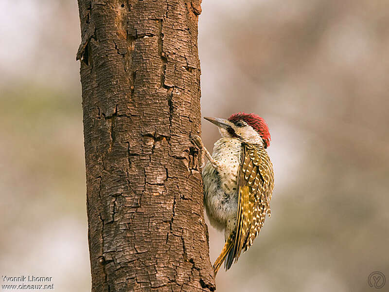 Pic de Bennett mâle immature, identification