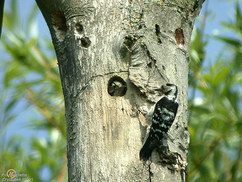 Pic épeichette femelle adulte, Nidification, identification