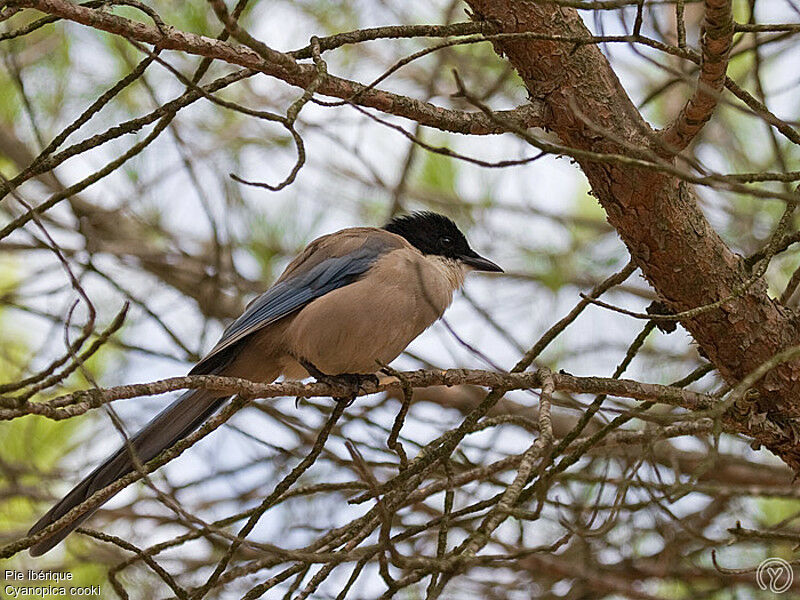 Pie ibériqueadulte, identification