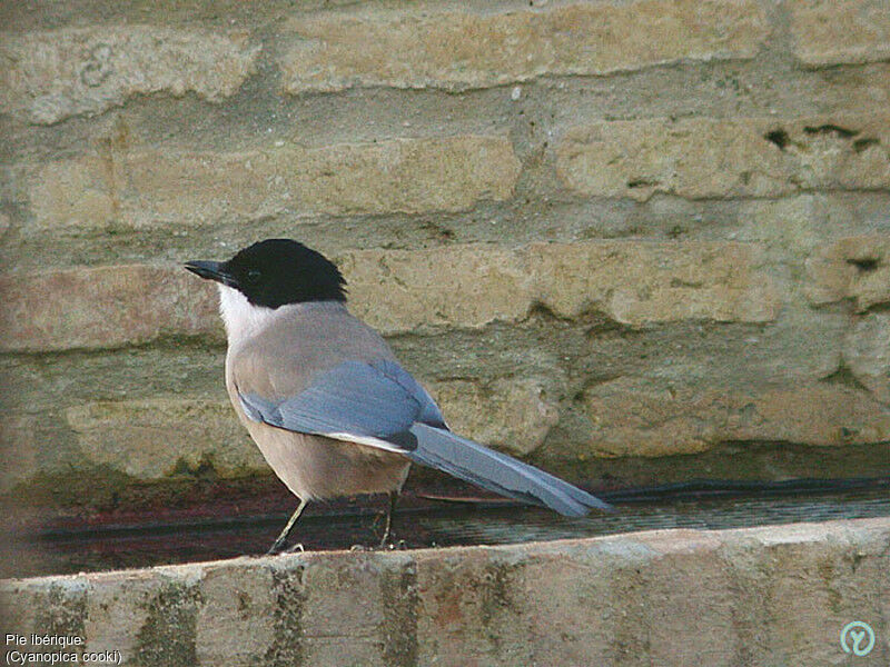 Iberian Magpieadult, identification