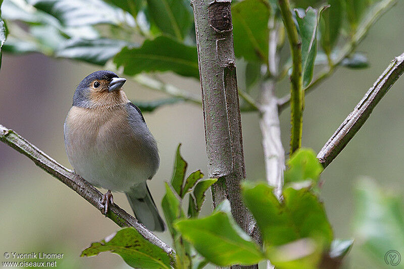 Eurasian Chaffinch male adult breeding, identification