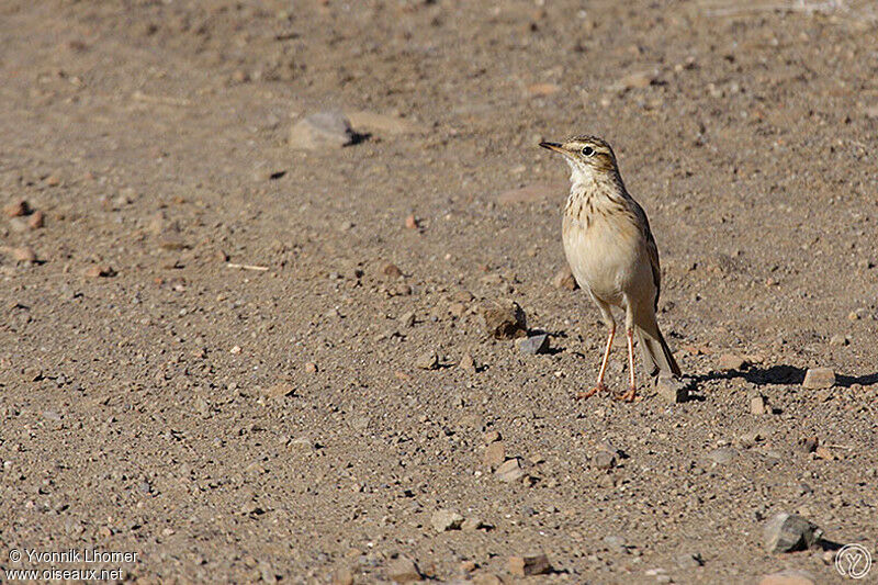 African Pipitadult, identification