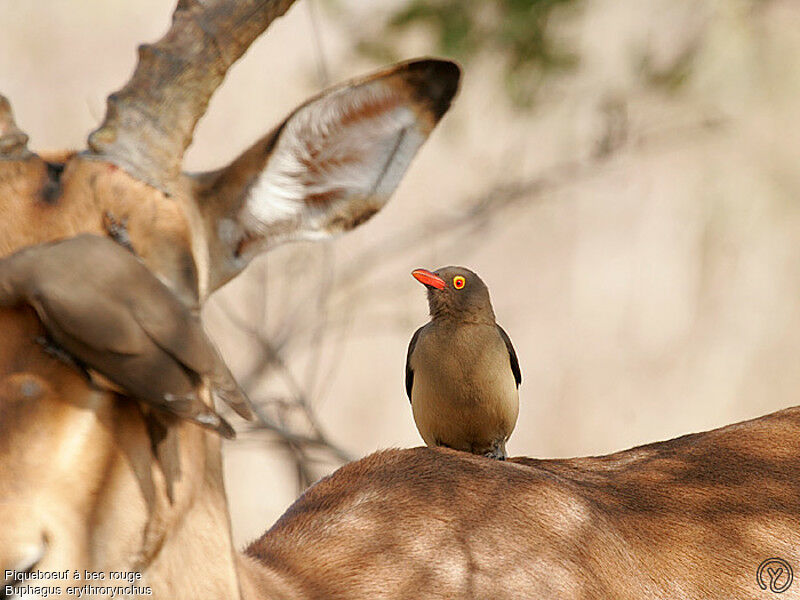 Red-billed Oxpeckeradult, identification