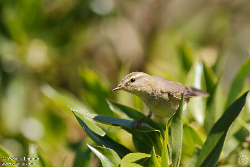 Willow Warbleradult, identification