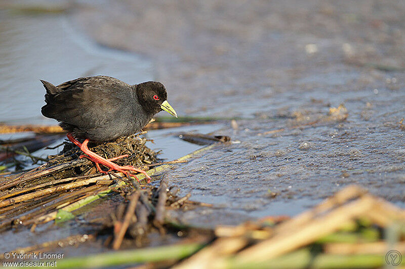 Black Crakeadult, identification