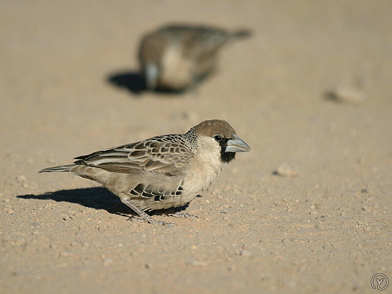 Sociable Weaver