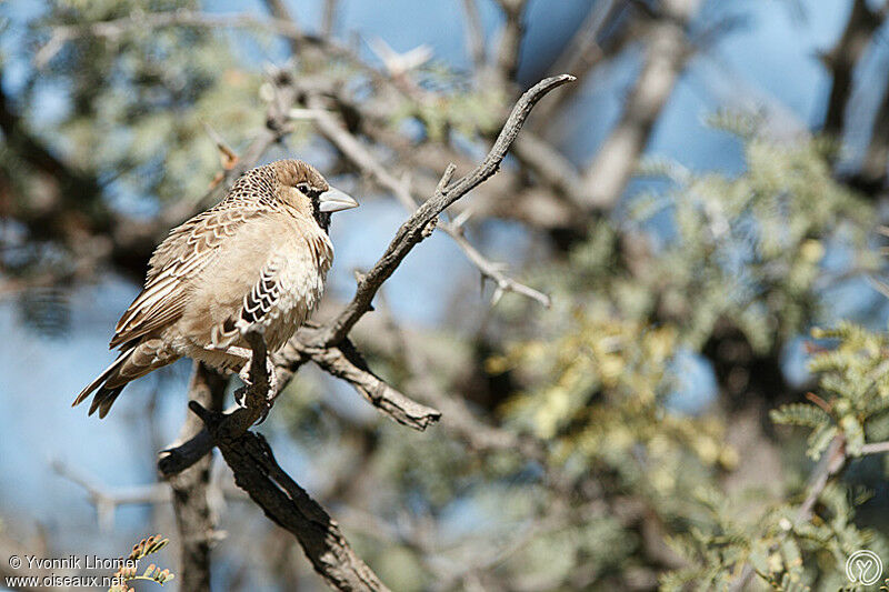 Sociable Weaver male adult, identification