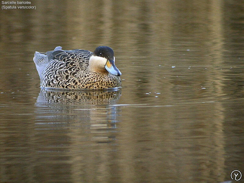 Silver Teal