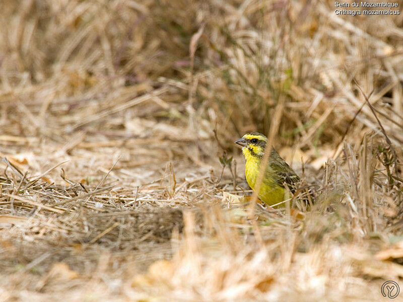 Yellow-fronted Canaryadult, identification