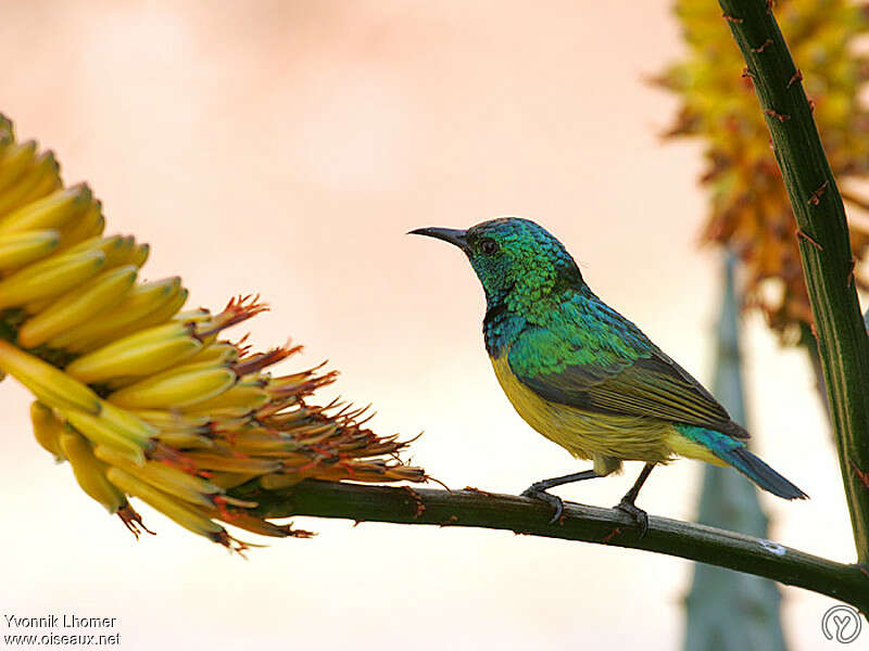 Collared Sunbird male adult, identification