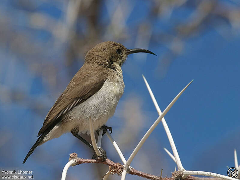 Souimanga fuligineux femelle, identification