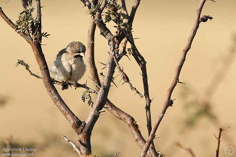 Sporopipe squameux, identification