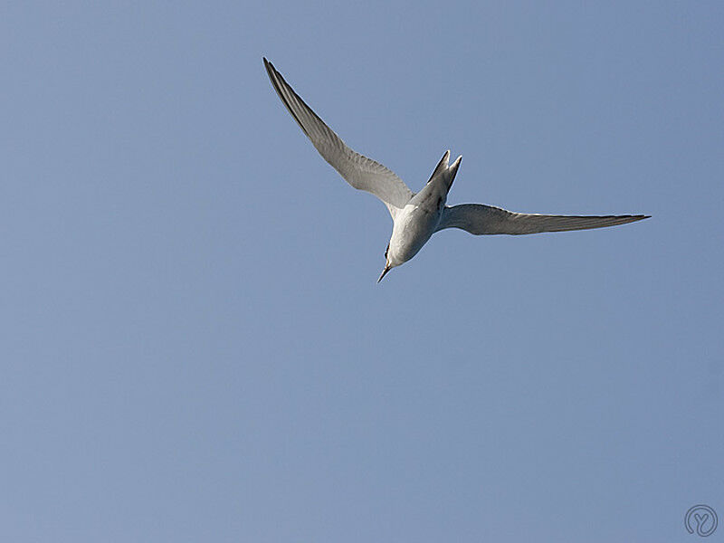 Sandwich Tern