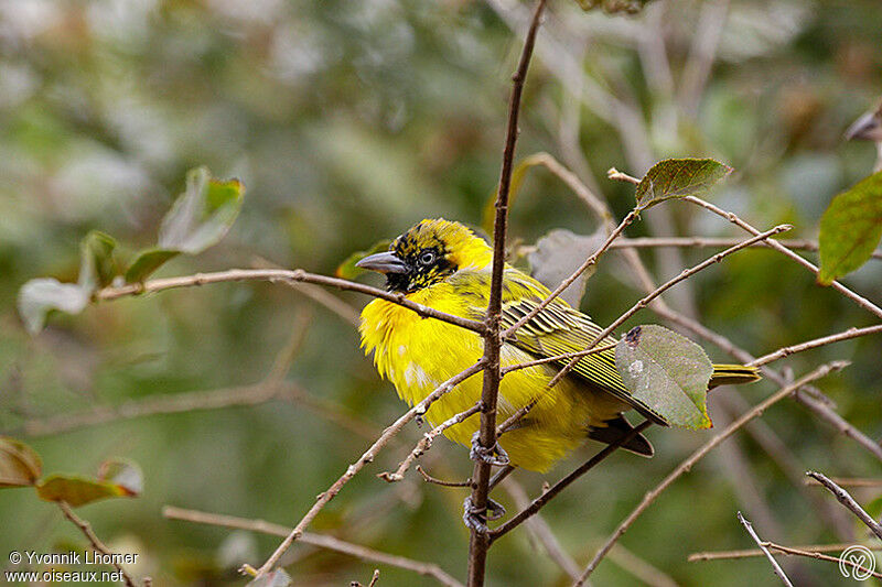 Tisserin intermédiaire mâle subadulte, identification