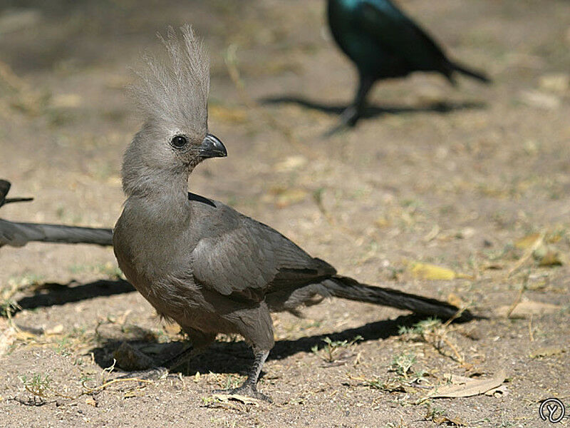 Grey Go-away-bird