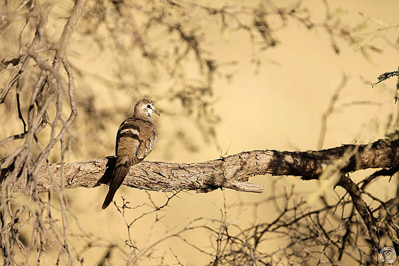 Namaqua Dove female