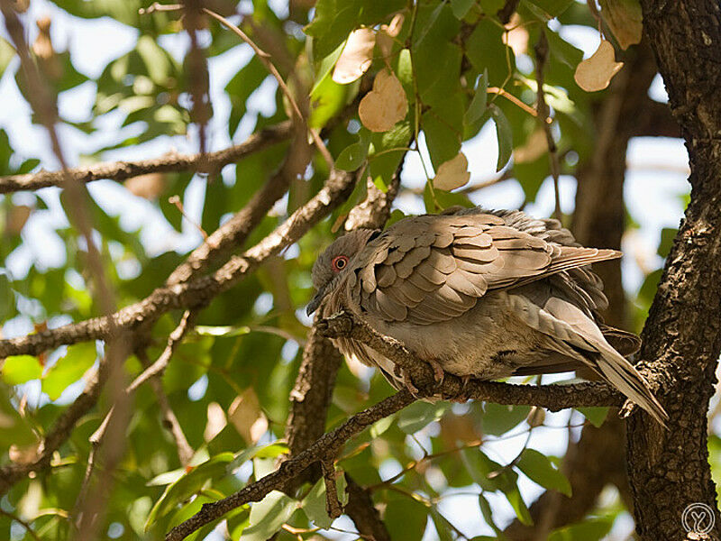 Mourning Collared Dove