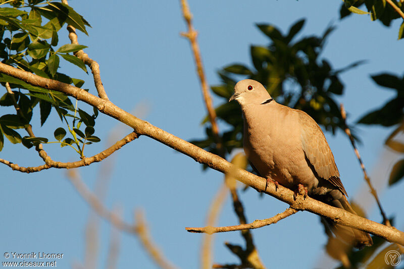 Eurasian Collared Doveadult, identification